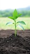 © AURA COLLECTIONS - A young green plant emerging from dark soil, symbolizing growth and new beginnings.