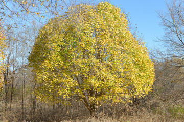 Wall Mural - isolated maple tree in autumn