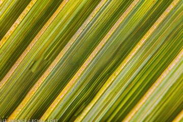 Wall Mural - Close-up of green palm leaves