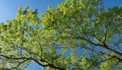 Poster - leaves against blue sky