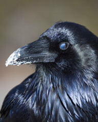 closeup of a raven blinking, showcasing nictitating membrane