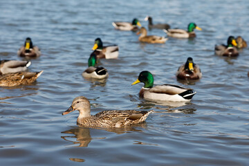 Wall Mural - Group of wild mallards swim on the lake shore in park on sunny spring day