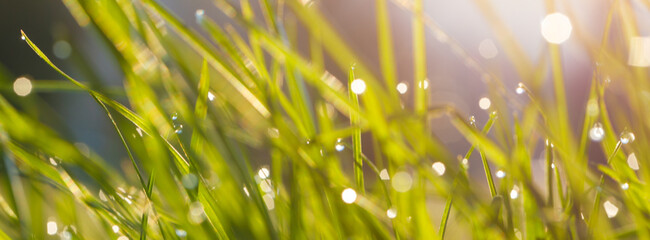 Wall Mural - Natural grass background with blurred bokeh and sun light