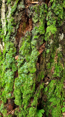 Green moss on the bark of an old tree close-up. Selective focus