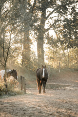 horse in beautiful morning light in paddock paradise track system