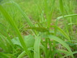 © Joanna Potok - Green grasshopper Sickle-bearing bush-cricket, Phaneroptera falcata melted into greenery on grasses - close-up. Topics: field, meadow, fauna, flora, season, insect, nature, summer