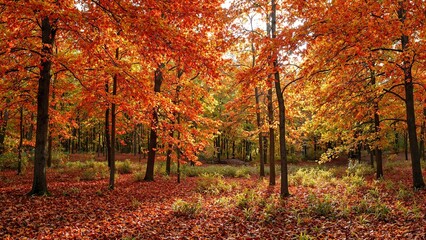 Wall Mural - vibrant autumn forest with fiery leaves and dappled sunlight