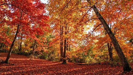 Wall Mural - vibrant autumn forest with fiery leaves and dappled sunlight