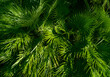 © Alex - Palm leaves background, Tropical leaf, green foliage, tropical leaves pattern