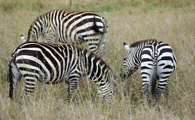 Wall Mural - Three zebras grazing on dry grass african savanna