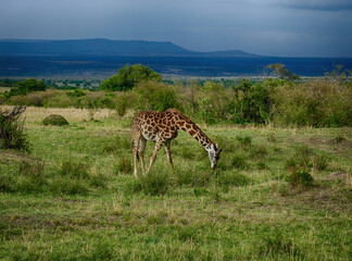 Wall Mural - Rothschild giraffe grazing peacefully in the maasai mara national reserve