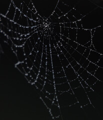 spider web with dew drops