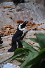 Wall Mural - penguin on the beach