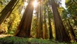 © arbi wiratama - Towering Redwood Trees Reaching Up to the Sky, Casting Long Shadows Across the Forest Floor, as the Early Morning Light Filters Through the Canopy Creating a Serene Scene