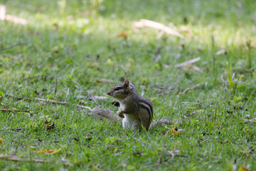 Wall Mural - the eastern chipmunk (tamias striatus) on a meadow. the eastern chipmunk is a chipmunk species found