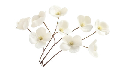 Wall Mural - white flower stalk isolated on transparent background cutout
