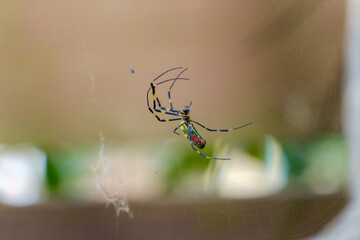 Colorful Spider in a Delicate Web