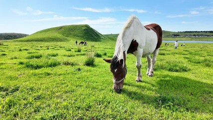 Wall Mural - 馬、草原、放牧、牧場、動物、ウマ、食べる、飼育、牧草、草食、食事、サファリパーク、動物園、えさ、餌、牧草地、アップ、自然、環境、口、頭、青空、SDGs、サステナビリティ、野生、食物連鎖、生物多様性、平原、風景、景色、パノラマ、展望、地平線、もぐもぐ、かわいい、競走馬、乗馬クラブ、馬肉、家畜、日本、旅行、観光、レジャー、観察、ペット、広い、放し飼い、干支、午年、野原