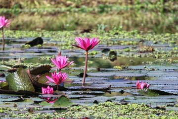 Wall Mural - pink water lily