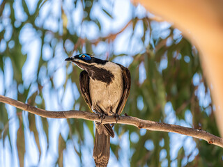 Wall Mural - Blue Faced Honeyeater Looks Up