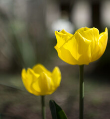 Wall Mural - Two yellow tulips in a garden with a blurred background