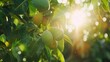 © chanchai - Golden Hour Orchard:  The sun's rays bathe a vibrant orchard in warm, golden light, highlighting the lush green leaves and ripening fruit on a tree branch.
