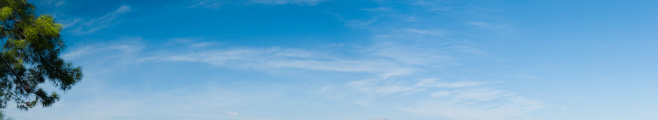 Wall Mural - Panoramic sky behind tree branches. Nature background. White soft clouds in blue sky