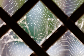 Wall Mural - A spider web is shown in a window frame