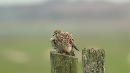 Poster - A Kestrel, Falco tinnunculus, perching on a fence post in a meadow preening and stretching its wings.