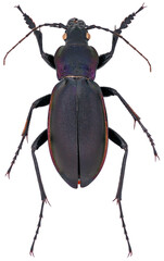 Wall Mural - Carabus violaceus, species of beetle in the runner family ground beetles, Carabidae. Isolated on a white background.