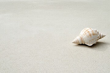 Poster - A single seashell rests on smooth sandy beach, illuminated by sunlight under a clear blue sky, evoking a peaceful ambiance. Generative AI