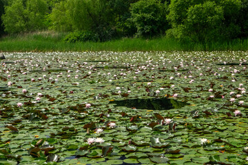 Wall Mural - A lotus flower in full bloom on the lake