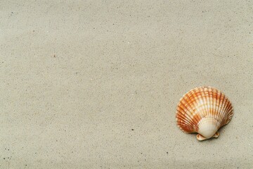 Aufkleber - A solitary seashell lies on soft, golden sand at the beach, illuminated by warm sunlight in the calm afternoon. Generative AI