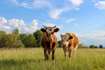 Wall Mural - Curious cow looking at camera while grazing on summer meadow	
