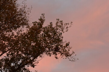 Sticker - Poplar tree branches silhouette on red sunset sky background