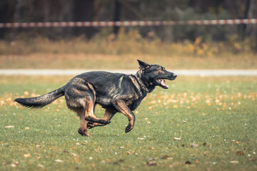 Wall Mural - A black and brown dog running across a lush green field