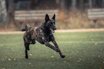 Wall Mural - A black dog running across a lush green field