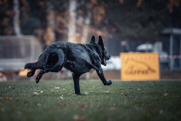 Wall Mural - A black dog running across a lush green field