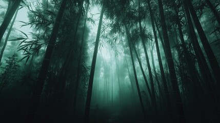 Wall Mural - Foggy Morning in a Bamboo Forest