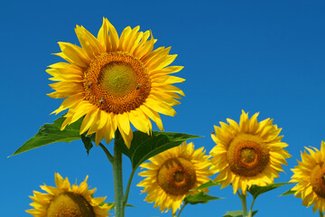 Beautiful family of sunflowers on the field. Bees picks blossom pollen