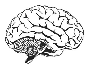Fototapete - Detailed brain drawing in sketch style, isolated on a clean white background. Anatomical concept of human brain for educational or medical designs