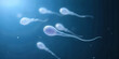 © Anuyj - 3D illustration sperm approaching egg cell, ovum. Natural fertilization - close-up view. Conception, the beginning of a new life. Sperm under the microscope, movement sperm