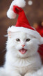 © Thinudi Art - Cat in Christmas hat on a white background