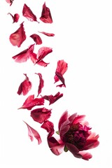 Wall Mural - Peony petals flying isolated on a white background