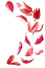 Wall Mural - Tulip petals flying isolated on a white background