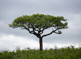 Acacia tree in African savannah, cloudy sky. Vachellia tortilis in South Africa