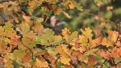 Wall Mural - Oak leaves wobble in the wind, colourful leaves wobble in the wind, orange green leaves, green-brown oak leaves, colourful autumn colours of the oak, colourful oak leaves blow in the wind