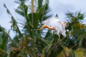 Wall Mural - An adult   eastern cattle egret (Ardea coromanda) carries a branch in its beak to build a nest