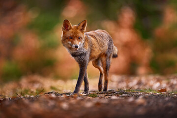 Wall Mural - autumn nature. cute red fox, vulpes vulpes in fall forest. beautiful animal in habitat. wildlife sce