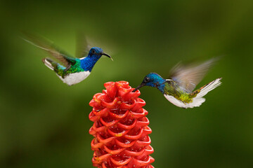 Wall Mural - Tropic wildlife in Costa Rica. Hummingbird White-necked Jacobin, Florisuga mellivora, flying next to beautiful red flower heliconia with green forest in background. Blue head white green bird.